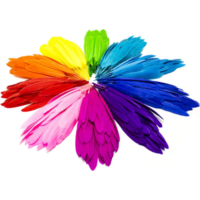 Colorful Assorted Feathers