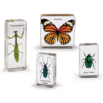 Insect Specimen Set