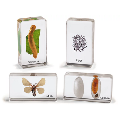 Life Cycle Specimen Set