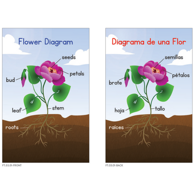 Flower Diagrams