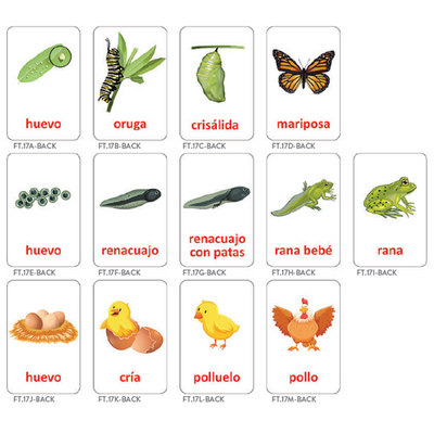 Life Cycle Cards Spanish