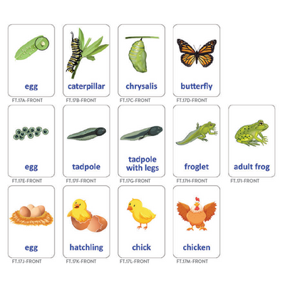 Life Cycle Cards English
