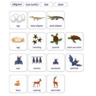 Animal Life Cycle Cards