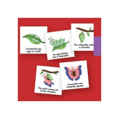 Butterfly Life Cycle Magnets