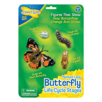 Butterfly Life Cycle Stages