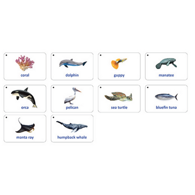 Sea Life Cards