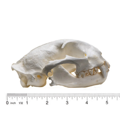 Cat Skull Replica