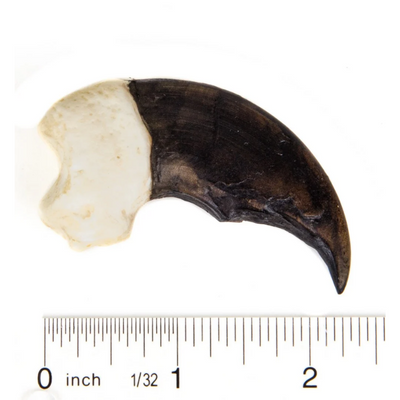 Polar Bear Claw Replica