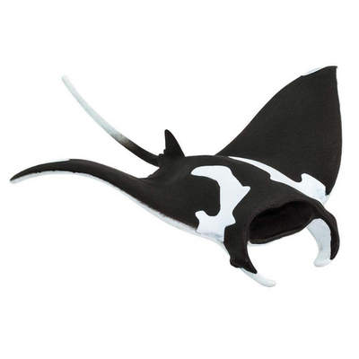 Manta Ray
