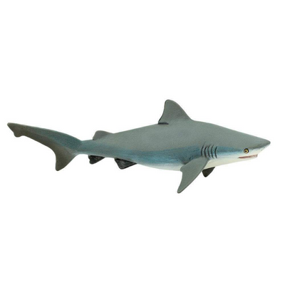 Bull Shark