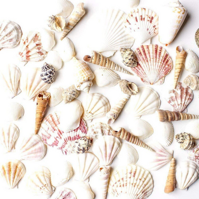 Assorted Seashells