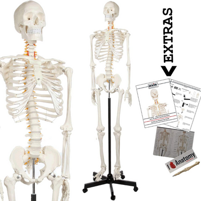 Human Skeleton Model