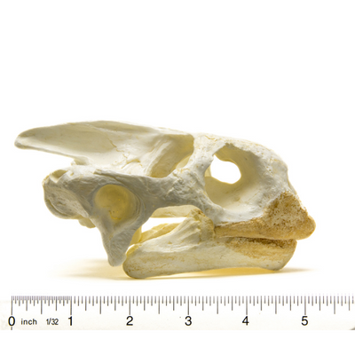 Tortoise Skull Replica