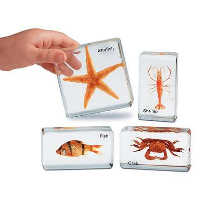 Sea Life Specimen Set